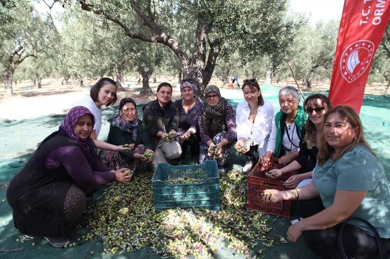 Çanakkale’de zeytin hasadı şenlikle başladı ÇANAKKALE'NİN EZİNE İLÇESİNE BAĞLI GÖKÇEBAYIR KÖYÜNDE ZEYTİN HASAT ŞENLİĞİ DÜZENLENDİ.