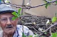AYDIN’IN ÇİNE İLÇESİ KIRSAL AKÇAOVA MAHALLESİ ÇÖMLEKÇİ MEVKİİNDE ERİK AĞACI