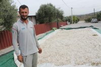 Manyas’ta yetiştirilen coğrafi işaretli kazak fasulyesinde hasat başladı.1800 ‘lü yıllarda