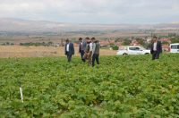 AFYONKARAHİSAR’DA BU YIL FASULYE HASADININ 16 BİN TON OLDUĞU BELİRTİLDİ.
