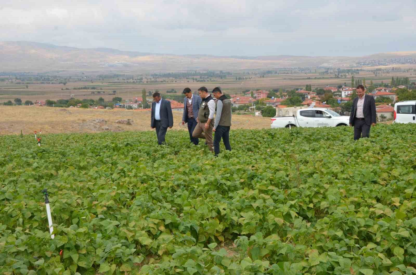 AFYONKARAHİSAR’DA BU YIL FASULYE HASADININ 16 BİN TON OLDUĞU BELİRTİLDİ.