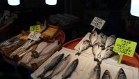 Bandırma’da balık ucuz ama balıkçı mutsuz
