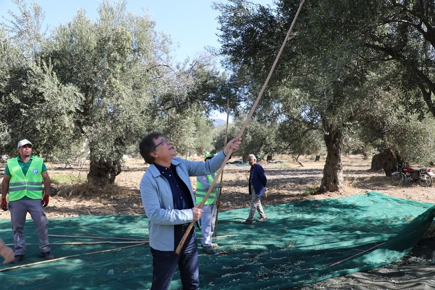 Kazdağları eteklerinde zeytin hasadı başladı BALIKESİR'İN EDREMİT İLÇESİNDE KAZDAĞLARI ETEKLERİNDEKİ ZEYTİNLİK ALANLARDA ZEYTİN HASADI BAŞLADI.