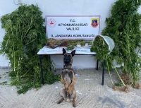 AFYONKARAHİSAR’DA KENEVİR HASADI YAPAN BİR ŞAHIS JANDARMA TARAFINDAN SUÇÜSTÜ YAPILDI.