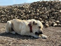 Eskişehir’de pancar eken Ali Aksoy’un köpeği Max, günde 4 kilogram
