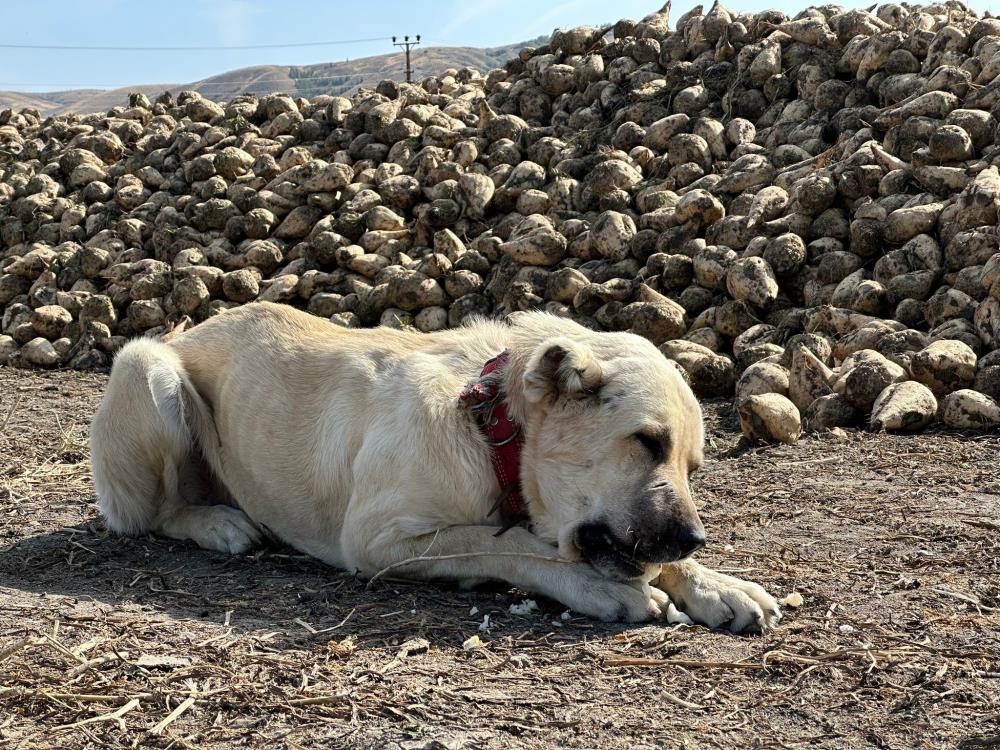 Bu köpek günde 4 kilogram pancar yiyor Eskişehir’de pancar eken Ali Aksoy’un köpeği Max, günde 4 kilogram