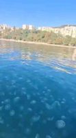 MARMARA DENİZİ'NİN GÜNEY KIYILARINI OLUŞTURAN BURSA'NIN GEMLİK İLÇESİNDEKİ KIYI ŞERİDİNDE