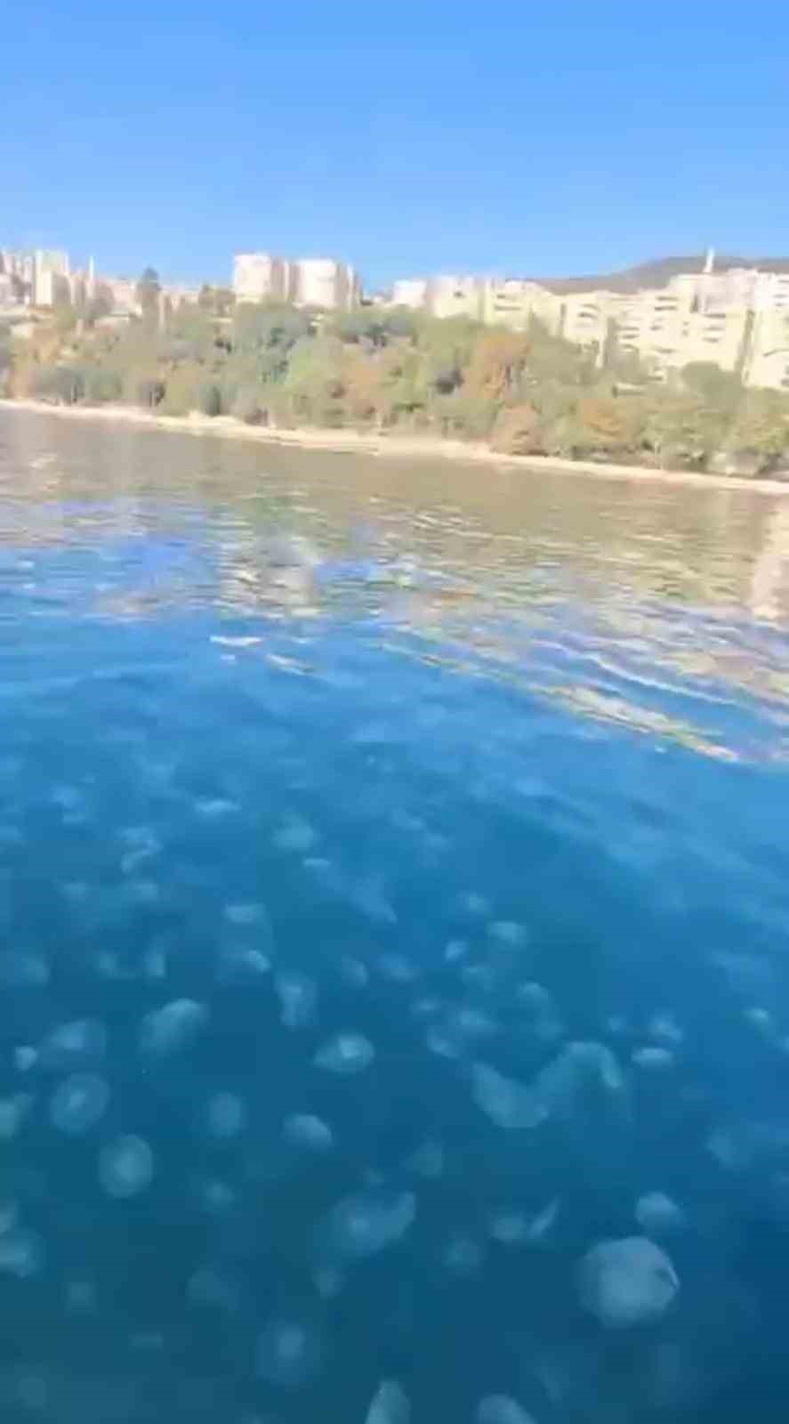 Marmara’nın güney kıyılarını denizanası istila etti MARMARA DENİZİ'NİN GÜNEY KIYILARINI OLUŞTURAN BURSA'NIN GEMLİK İLÇESİNDEKİ KIYI ŞERİDİNDE