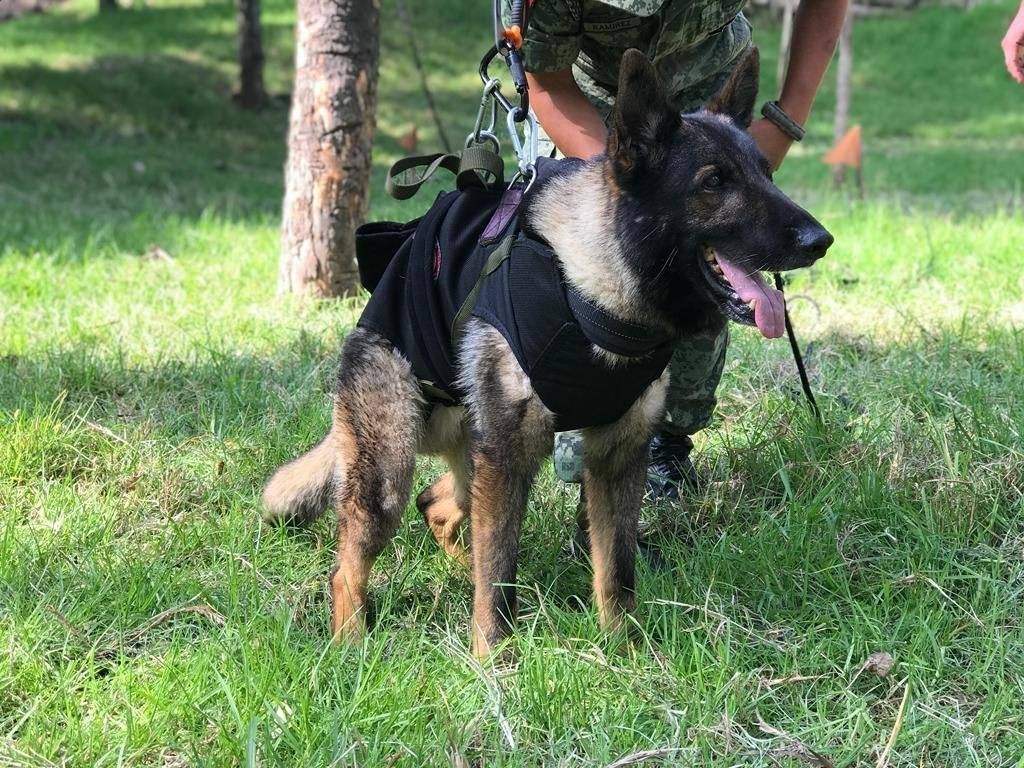 Meksika’nın arama kurtarma köpeği Proteo’nun ismi Çanakkale’de yaşayacak KAHRAMANMARAŞ MERKEZLİ DEPREMLER NEDENİYLE ARAMA KURTARMA ÇALIŞMALARINA DESTEK VERMEK İÇİN