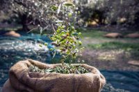 SOFRALIK ZEYTİN İHRACATI 100 BİN TONU AŞTI