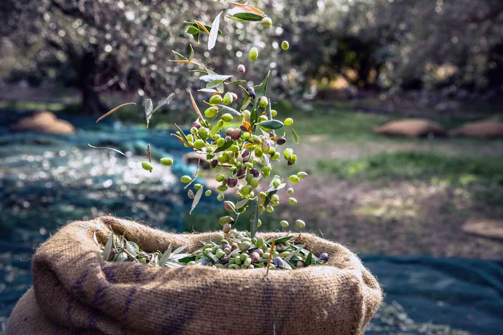 Sofralık zeytin ihracatı 100 bin tonu aştı SOFRALIK ZEYTİN İHRACATI 100 BİN TONU AŞTI