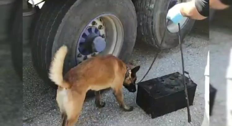 BOLU’DA, TEM OTOYOLU'NDA DURDURULAN TIRDA NARKOTİK KÖPEĞİ 'PAKO' İLE YAPILAN