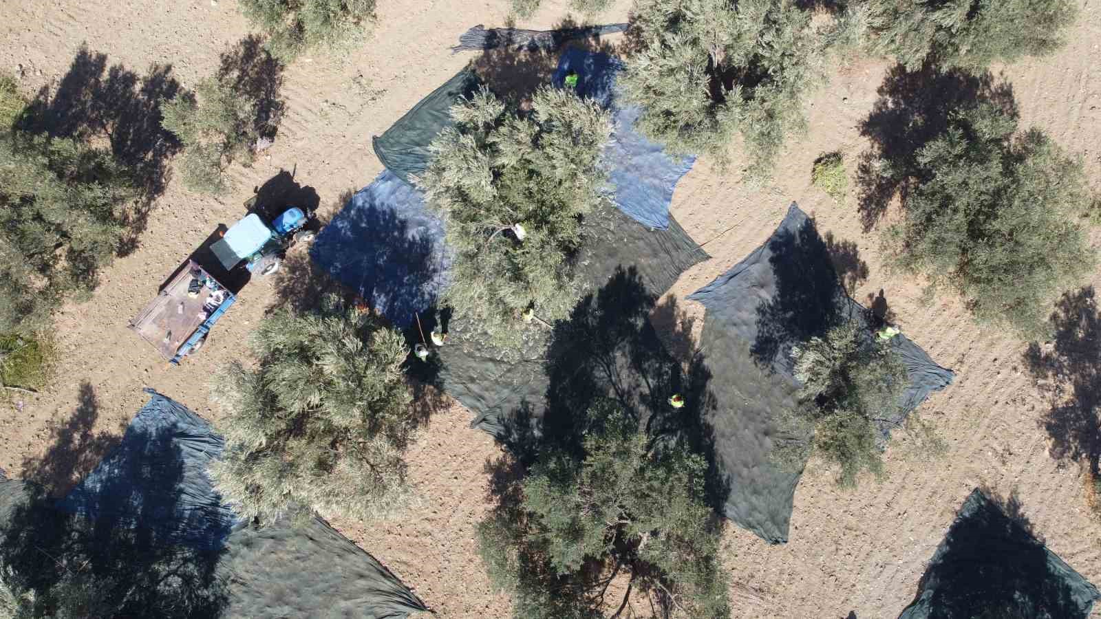 Zeytin hasadı dron ile görüntülendi BALIKESİR’İN EDREMİT KÖRFEZİNDE ZEYTİN HASADI TÜM HIZIYLA DEVAM EDERKEN, KAZDAĞLARI’NIN