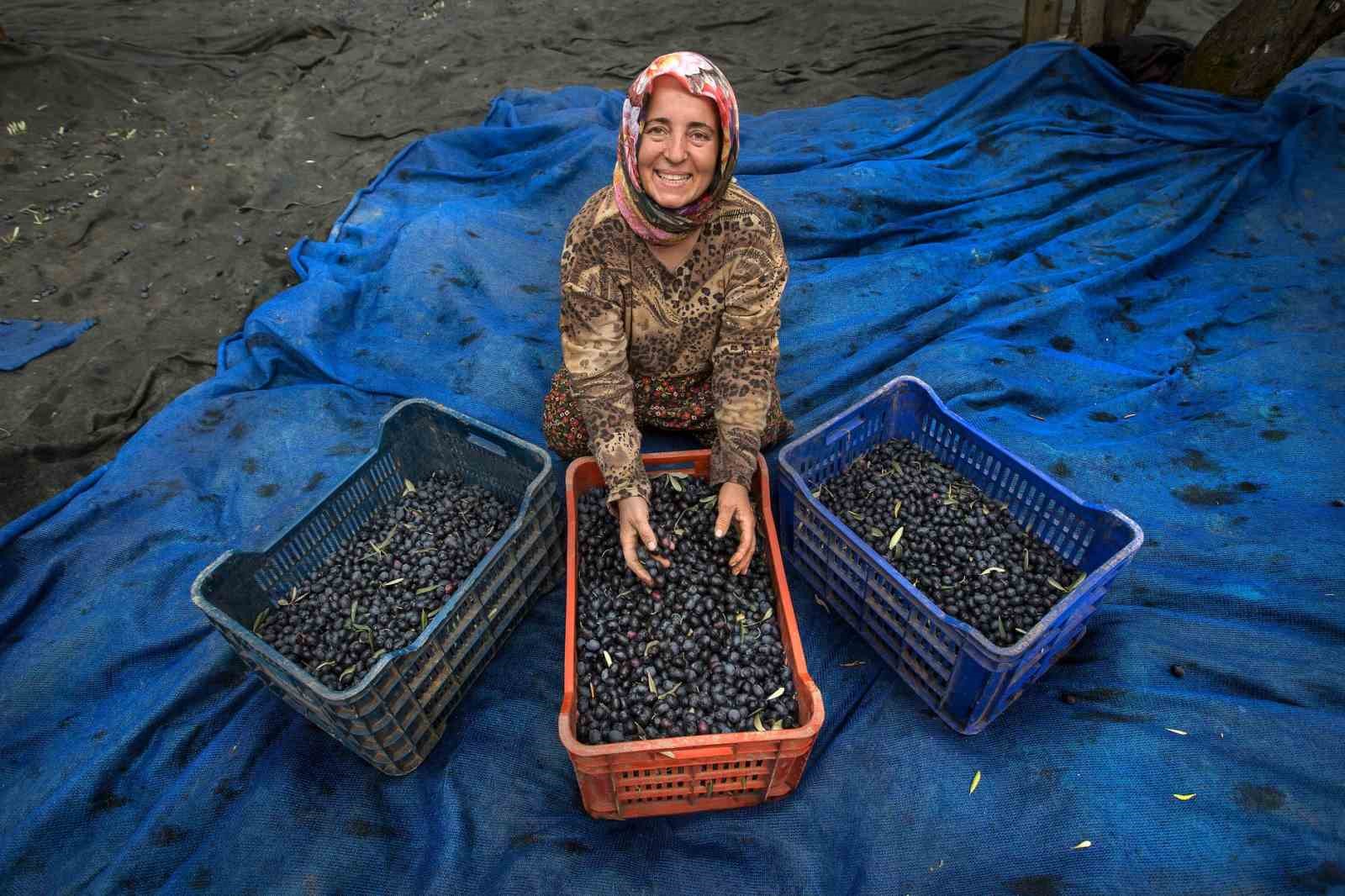 Zeytin hasadı için geri sayım başladı BÖLGEDE ZEYTİN HASADI İÇİN GERİ SAYIM BAŞLADI. MARMARABİRLİK’TE REKOLTE BEYANI