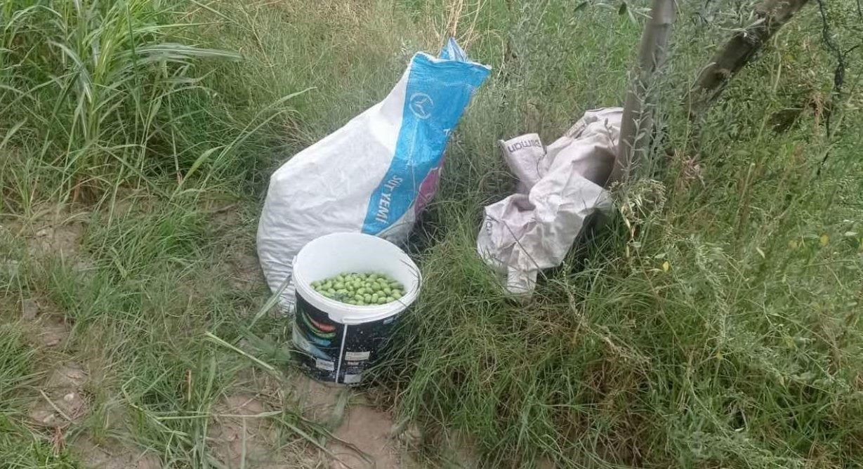 AYDIN'IN KUYUCAK İLÇESİNE JANDARMA EKİPLERİ TARAFINDAN YAKLAŞIK 70 KİLOGRAM ZEYTİN