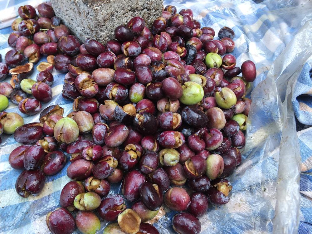 Türkiye’nin önemli zeytin üretim