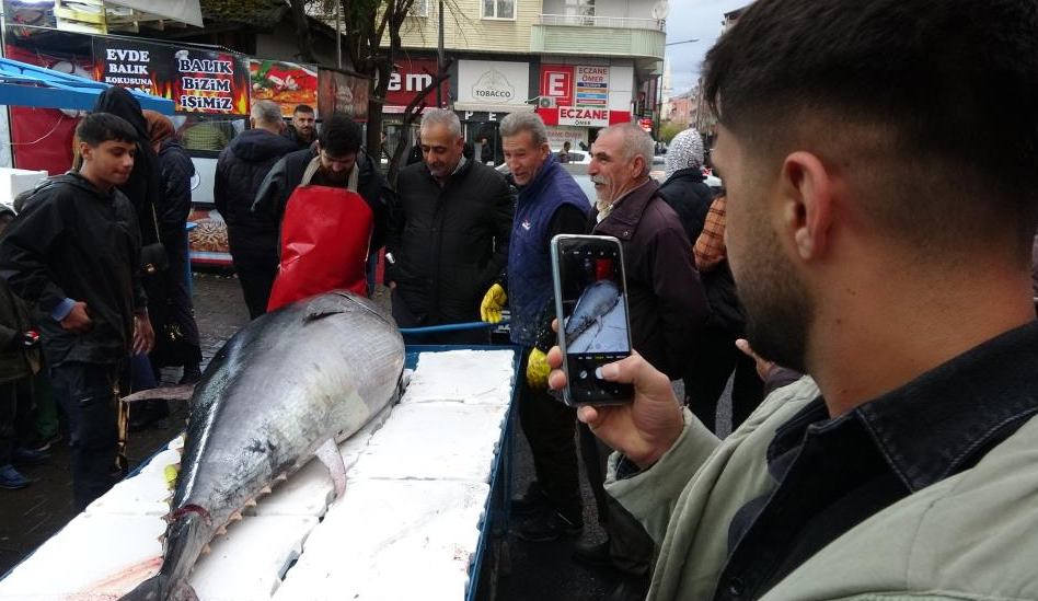 Bingöl’de bir balıkçı, tezgahına 2 metre 42 santim boyunda orkinos