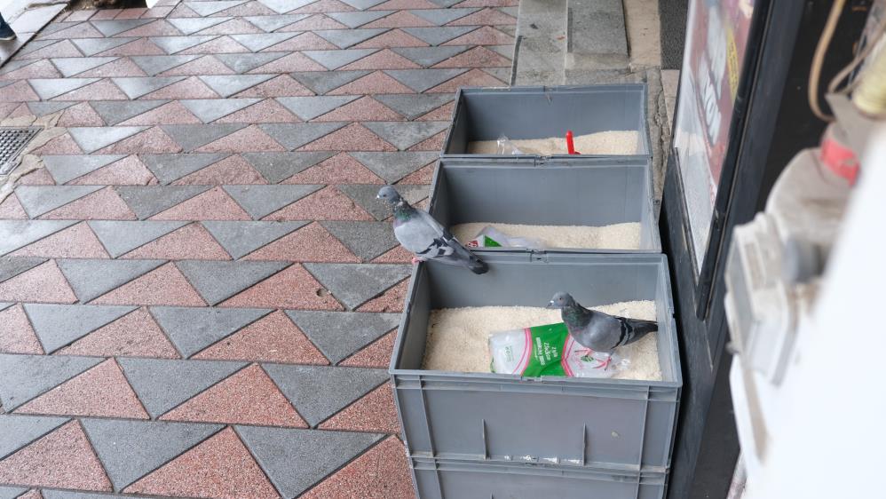 Güvercinler marketteki pirinç kovalarının içine girdi Eskişehir’de bir marketin bakliyat bölümündeki pirinç kovaları, güvercinlerin hedefi olurken