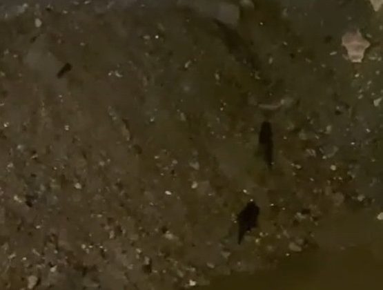 Sürüklenen su samurları Gönen Çayı’na koştu