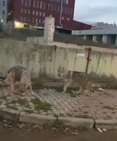 İstanbul Başakşehir’de aç kalan kurtlar şehre indi. Sokak arasında dolaşan