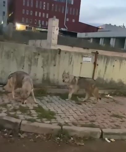 İstanbul Başakşehir’de aç kalan kurtlar şehre indi. Sokak arasında dolaşan