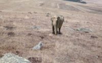 Ardahan’da hayvanlarını otlatan bir çoban, fil gördüğünü iddia etti. Çoban