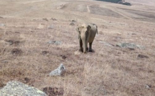 Ardahan’da hayvanlarını otlatan bir çoban, fil gördüğünü iddia etti. Çoban