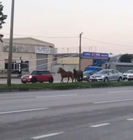 Bursa’da ana yol üzerindeki refüjde kalan başı boş atlar ne