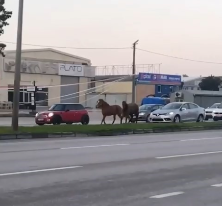 Başı boş atlar tehlike saçıyor