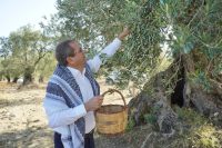 Başkan Ergin zeytin ağacı gününü unutmadı