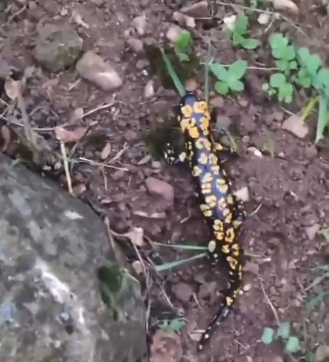 Batman merkeze bağlı Balpınar beldesinde Anadolu semenderi olarak bilinen ve