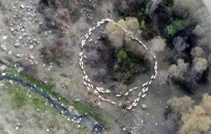 Çin’in İç Moğolistan Özerk Bölgesi’ndeki bir çiftlikte 12 gün boyunca
