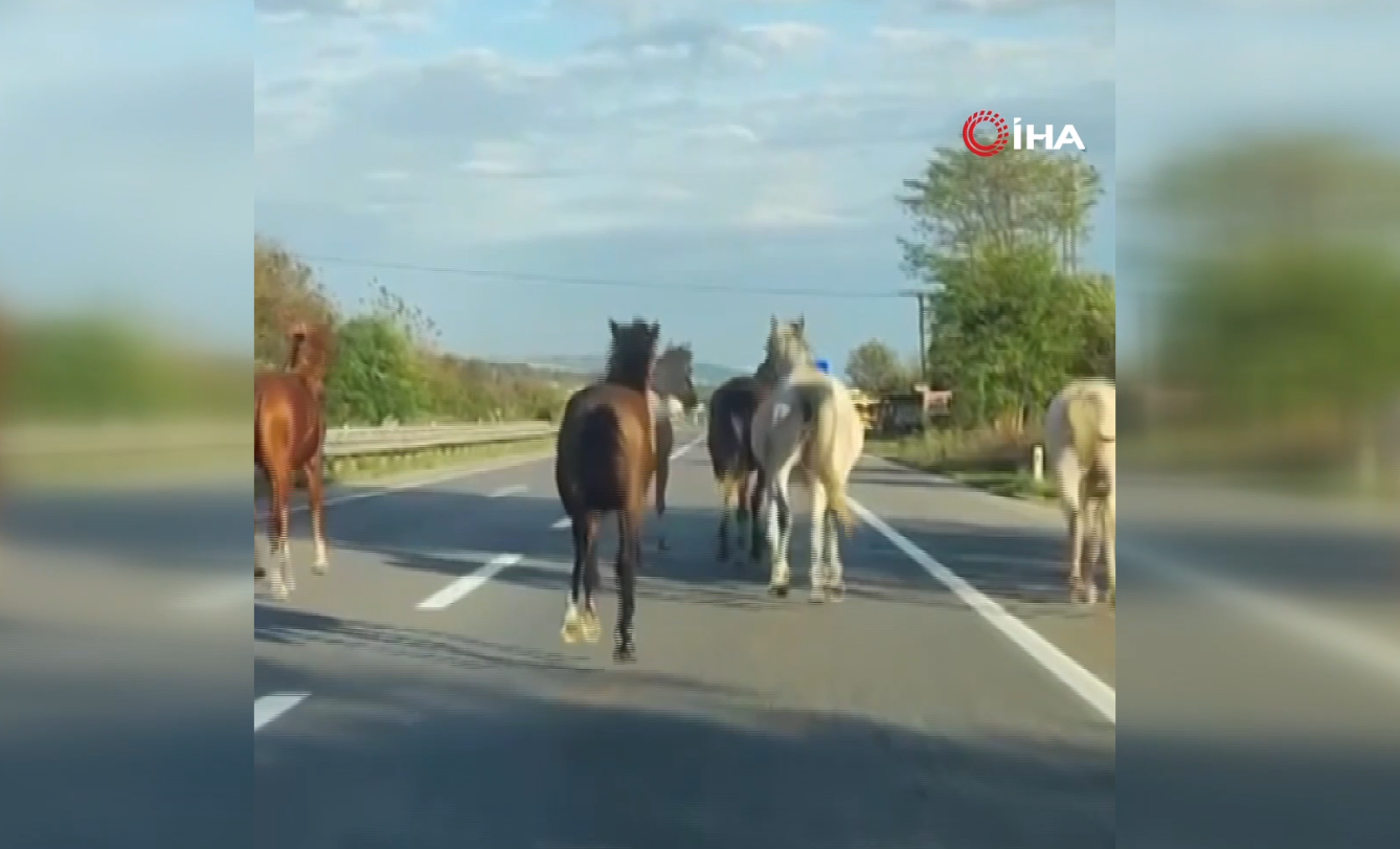 Sakarya ve Kocaeli kesiminde D-100 kara yoluna çıkan atlar dörtnala