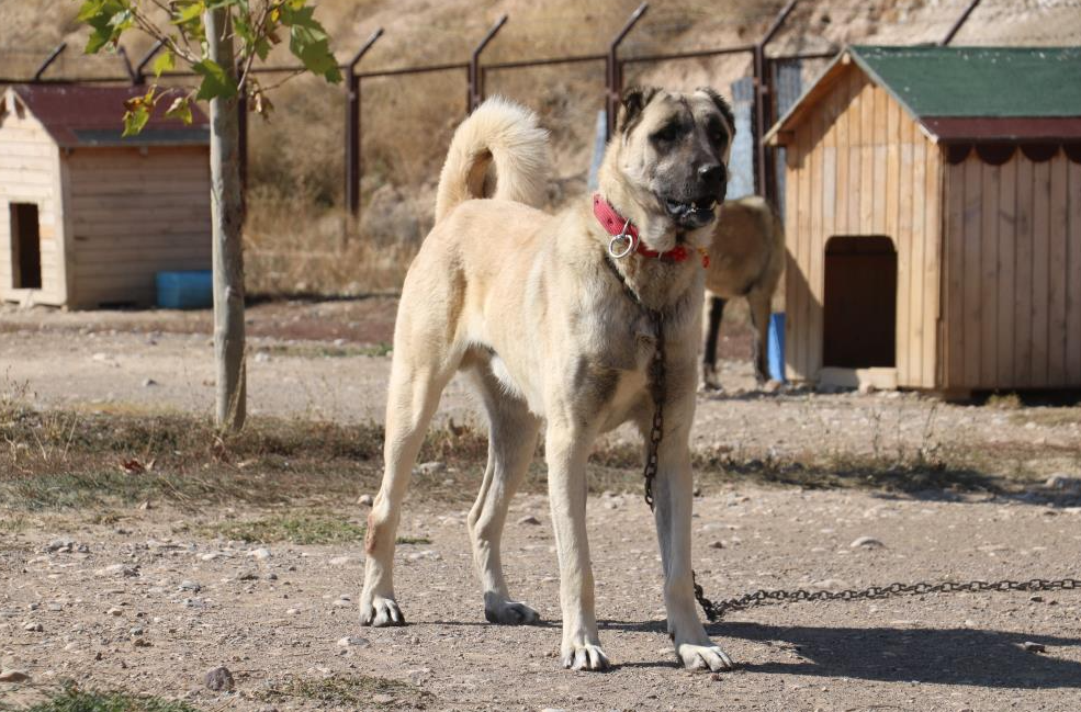 Dünyanın en sadık ve en cesur sürü koruma köpeği Prof. Dr. Sevgi Durna Daştan, dünyanın en sadık ve en