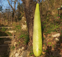 Ordu’nun Fatsa ilçesinde bir çiftçi, tarlasında 90 santimetre uzunluğunda ve