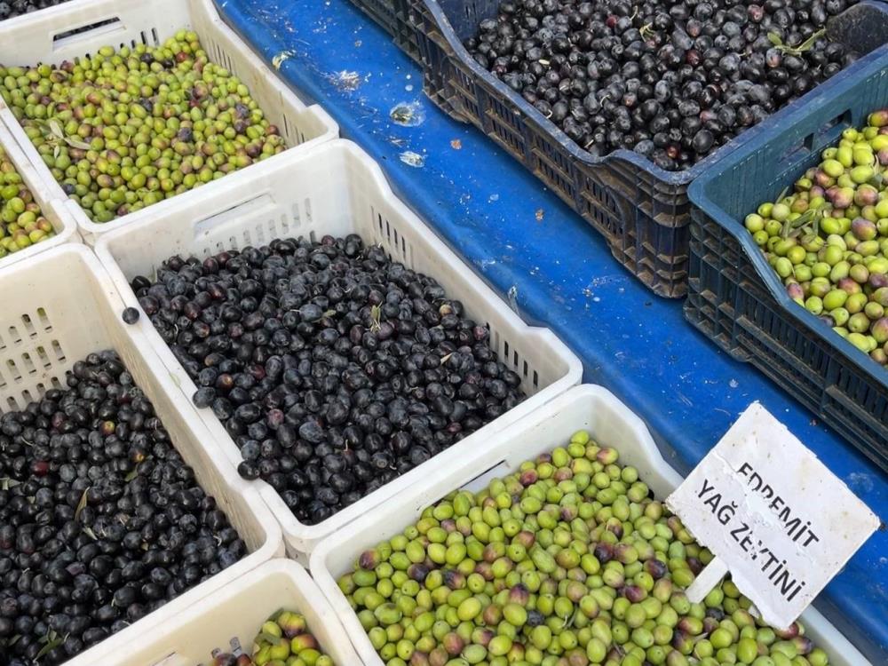 Zeytin üretimi yapılan Güney Marmara’da kuraklığın verdiği zarar kendini hissettirdi.