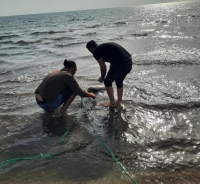 Adana’nın Karataş ilçesinde denize atılan kaçak ağa takılan deniz kaplumbağası