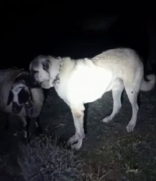 Sivas’ın Gemerek ilçesinde rahatsızlanan koyunun başından biran olsun ayrılmayan Kangal