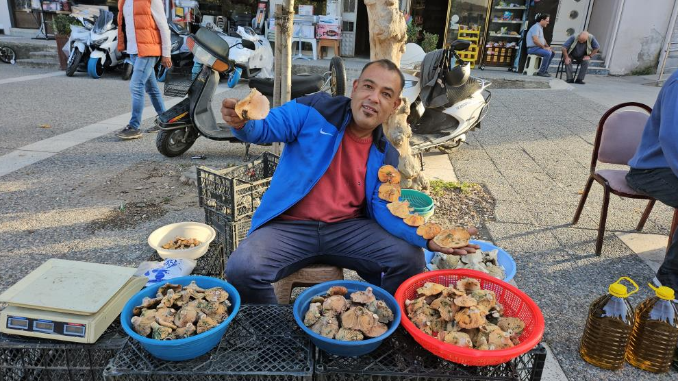 Sındırgı’da vazgeçilmez lezzetlerinden olan kırmızı melki mantarı sezonu açıldı. Satışa