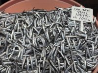 Balıkesir Büyükşehir Belediyesi Bandırma Su Ürünleri Hali’nde geçtiğimiz hafta 70