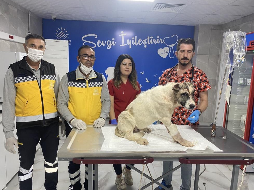 Adıyaman’da psikolojik sorunları olduğu iddia edilen şahsın köpeğini bıçaklama anı