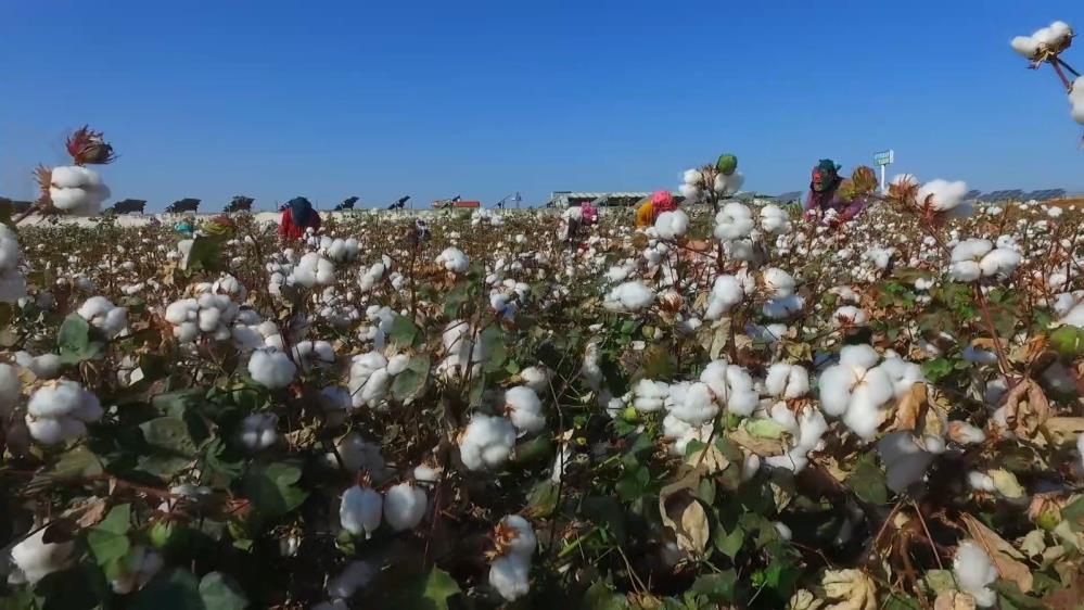 Şanlıurfa’da yüksek sıcaklık şartlarına dayanabilen yerli ve milli pamuk tohumu