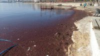 Marmara’da etkili olan şiddetli lodos, Tekirdağ sahillerine kırmızı yosun getirdi.Marmara