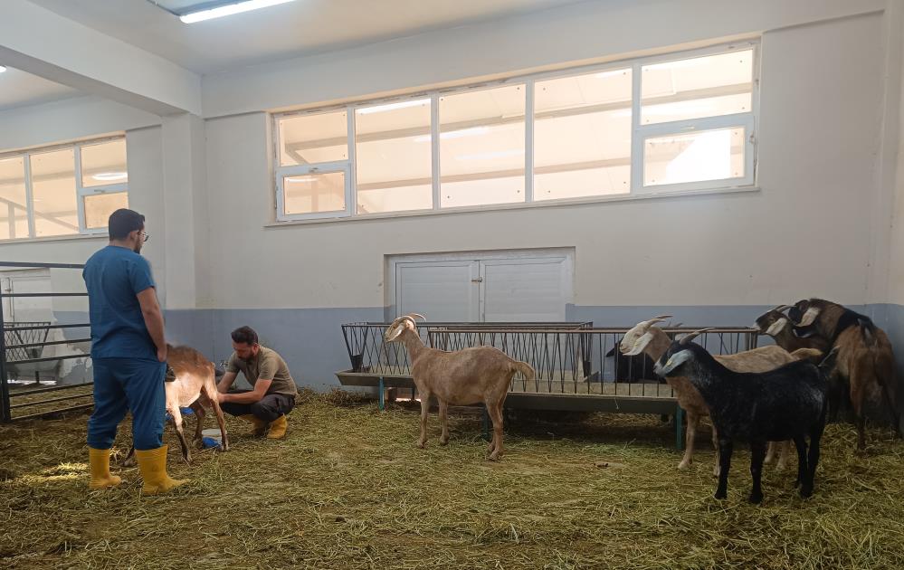 Siirt Üniversitesi tarafından üstün et ve süt verimi kabiliyetine sahip