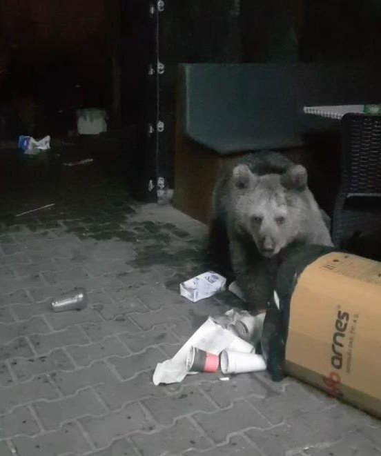 Türkiye’nin kış turizm merkezi Uludağ’da ormanda aç kalan ayılar, yavrularıyla