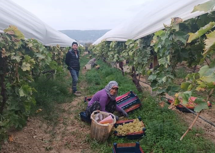 Manisa’nın Sarıgöl ilçesinin dünyaca ünlü Çekirdeksiz Sofralık Sultaniye Üzüm bağlarında