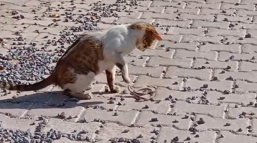 Elazığ’ın Keban ilçesinde kedi, yolun ortasında gördüğü yılanla fare gibi