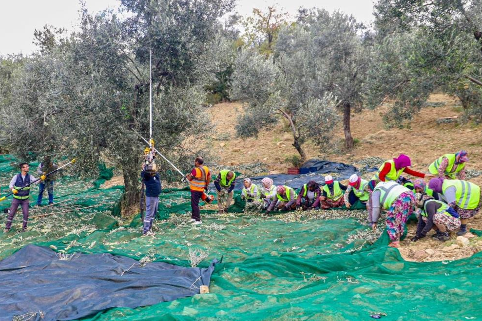 Burhaniye’de, Nefaset ve kalitesi ile Körfezde zeytinyağı alanında en çok