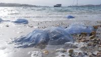 İzmir’in turistik ilçesi Foça’da aylardır devam eden denizanası istilası sürüyor.