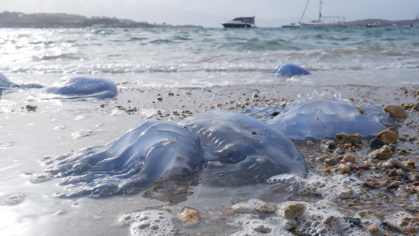 Denizanalarının Foça istilası havadan görüntülendi İzmir’in turistik ilçesi Foça’da aylardır devam eden denizanası istilası sürüyor.
